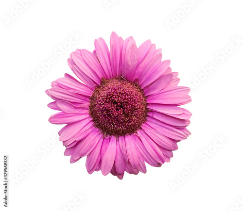 Barberton daisy flower or pink gerbera blooming top view isolated on white background ,clipping path