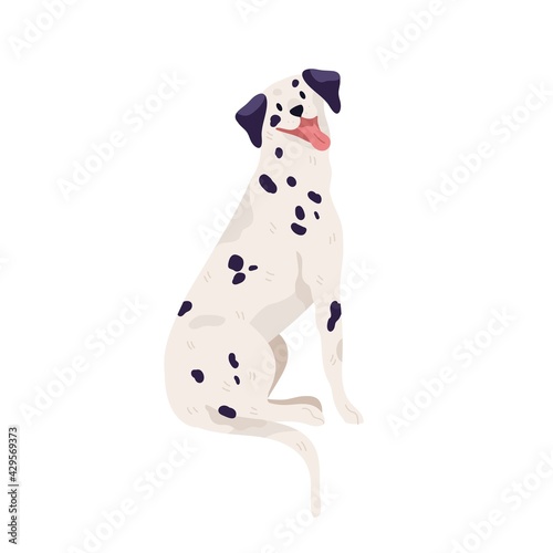 Happy friendly dalmatian sitting with tongue hanging out. beautiful black-spotted dog. Smiling doggy. Colored flat vector illustration isolated on white background
