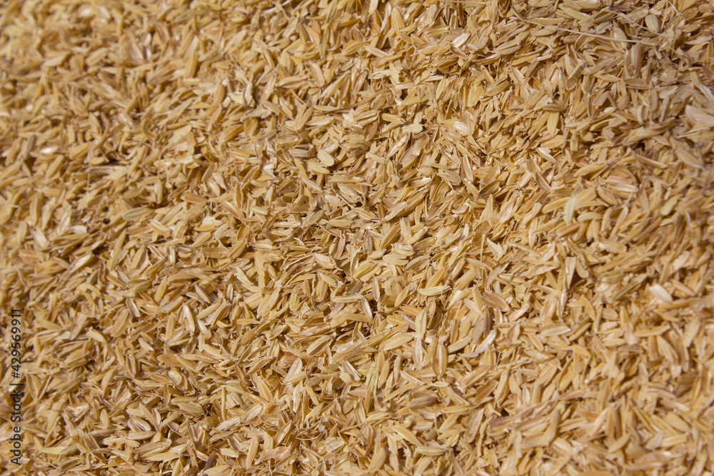 rice peel after harvest and hull background. rice peel after harvest and hull background.