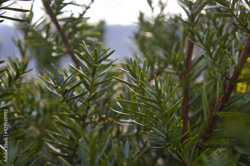 Taxus baccata close up. Green branches of yew tree(Taxus baccata, English yew, European yew). © binimin