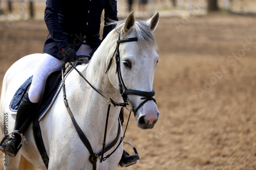  Photo of equestrian competition as a show jumping background.Head shot close up of a show jumper horse during competition under saddle with unknown rider