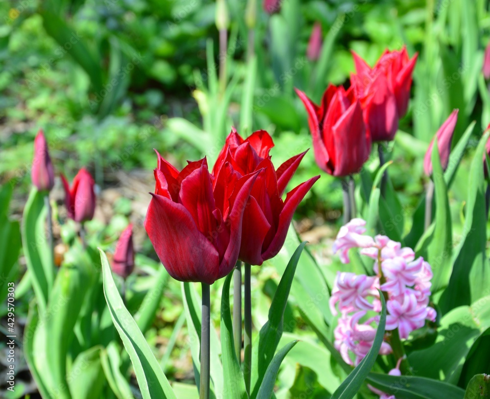 wunderschöne rote Tulpen