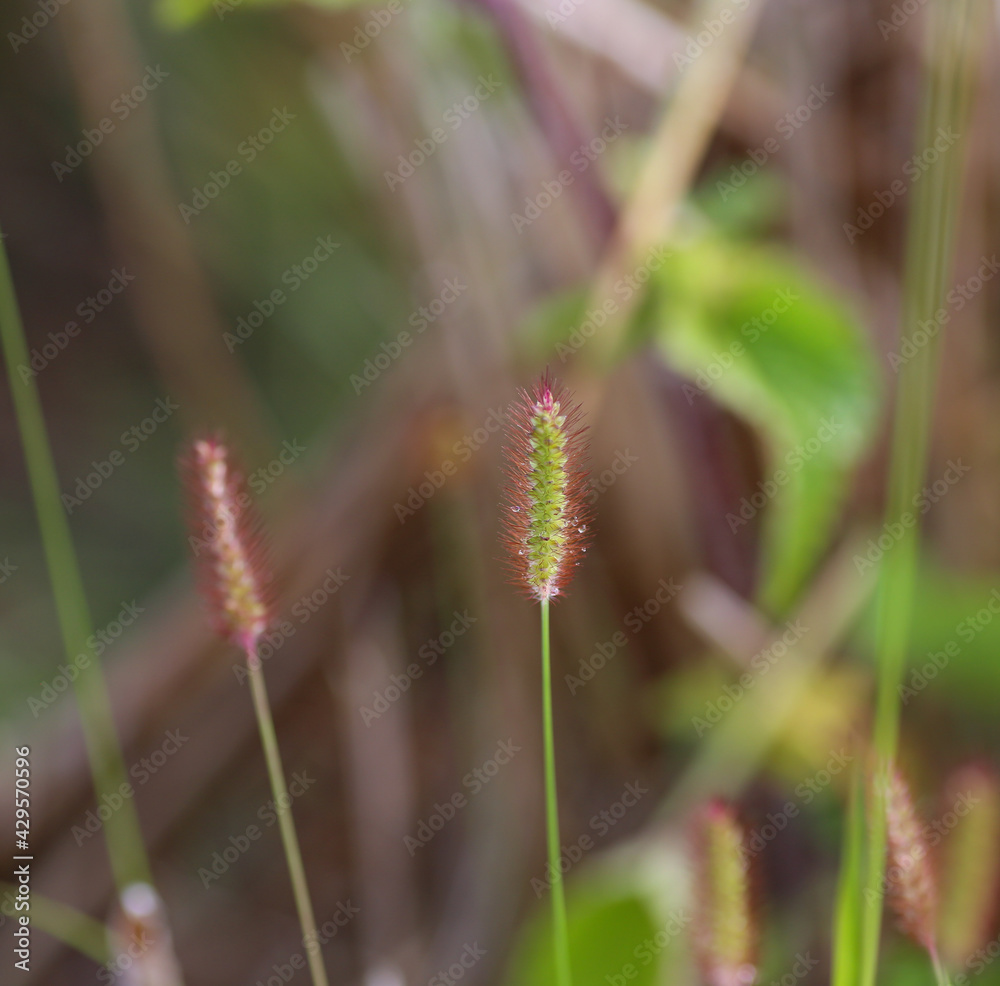 Setaria parviflora plants