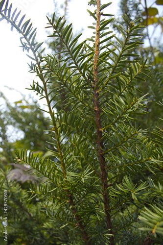 Fototapeta Naklejka Na Ścianę i Meble -  Taxus baccata close up. Green branches of yew tree(Taxus baccata, English yew, European yew).