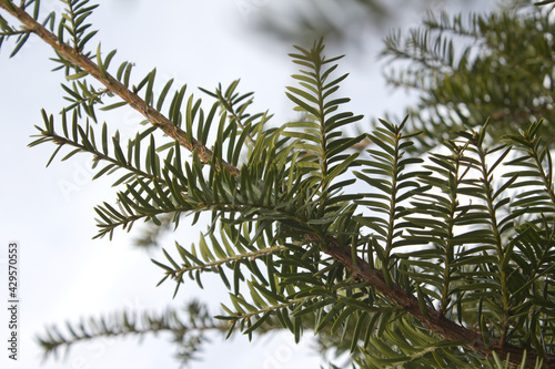 Taxus baccata close up. Green branches of yew tree(Taxus baccata, English yew, European yew).