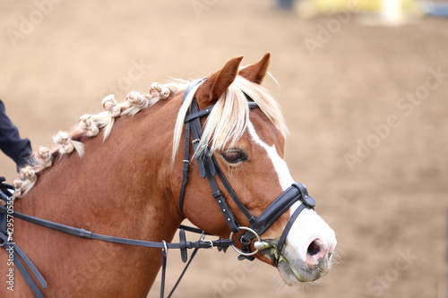  Photo of equestrian competition as a show jumping background.Head shot close up of a show jumper horse during competition under saddle with unknown rider © acceptfoto