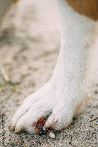 Damaged Claw And Finger In Dog. Dog's Paw Close Up photo
