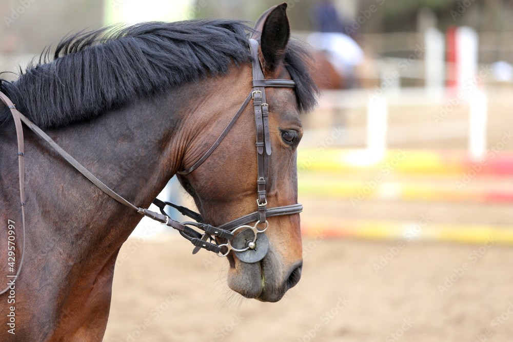 Photo of equestrian competition as a show jumping background.Head shot close up of a show jumper horse during competition under saddle with unknown rider Photo of equestrian competition as a show jumping background.Head shot close up of a show jumper horse during competition under saddle with unknown rider