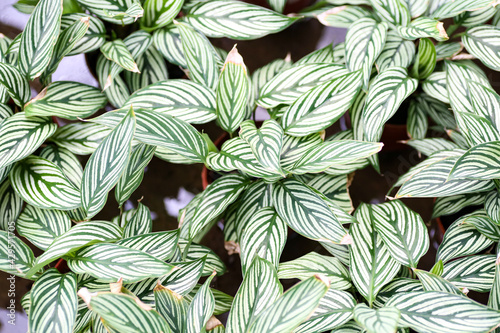 High angle view of a never never plant or Ctenanthe Oppenheimiana. Selective focus