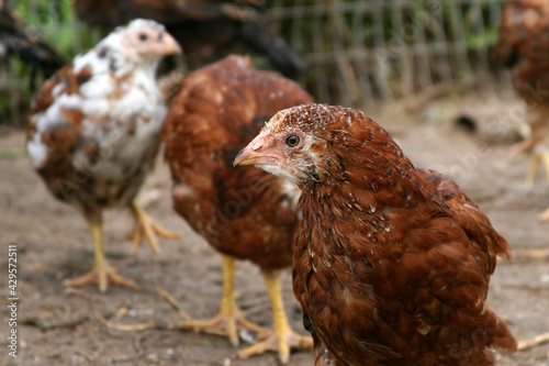 Redhead hen. Organic chicken farming. Organic poultry farming. Farm, small animal outdoors 