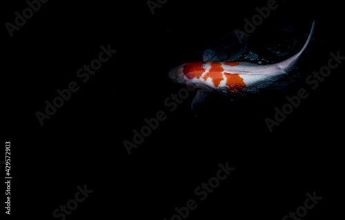 Koi Fish or Koi Carp swimming inside the fish pond background, Japanese fish species, Many colorful patterns, Selective focus.