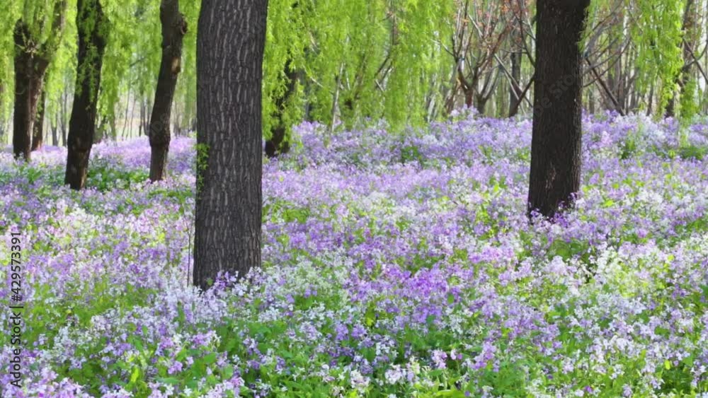 Large tracts of Corychophramus Violaceua grow in the park Large tracts of Corychophramus Violaceua grow in the park