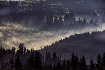 Keuken achterwand Mistig bos Sparrenbos in mist met lichtstralen  © Ann Stryzhekin