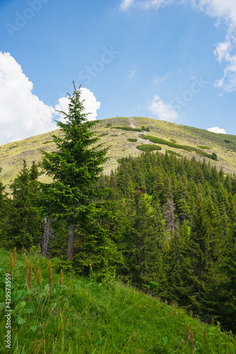 Beautiful summer landscape in Carpathian mountains