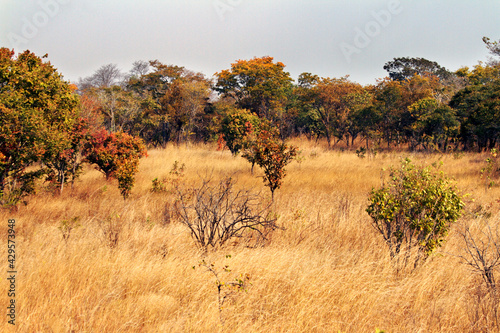 Zambian Bush