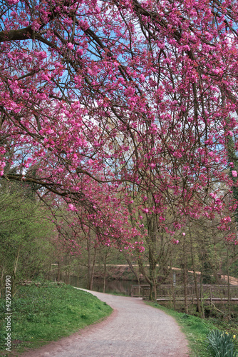 Cherry blossom in the castle park of muenster