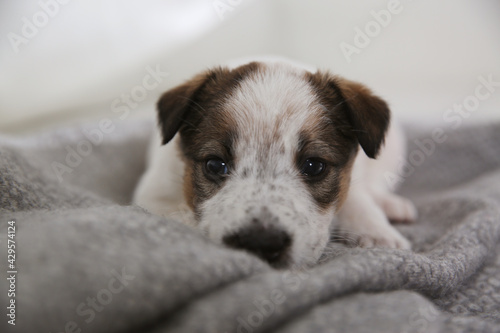 Cute little puppy lying on grey plaid, closeup