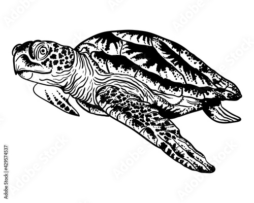 Sea turtle -vector hand-drawn ink illustration