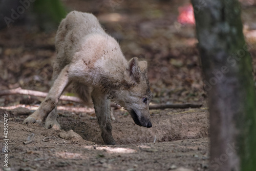 Loup et louveteau arctique