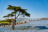国営ひたち海浜公園・みはらしの丘のネモフィラ花畑【Nemophila】