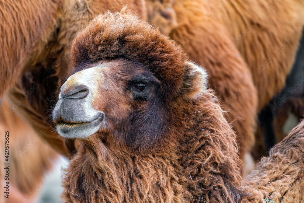African camel is an ungulate within the genus Camelus