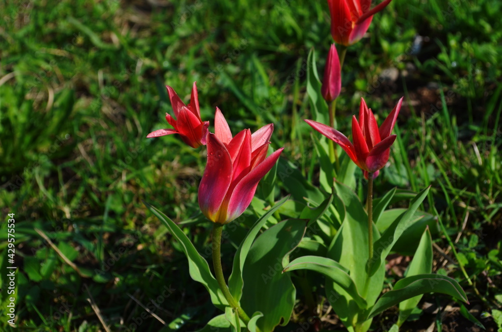 Red color Early Tulips bloom in a garden in April green background