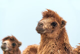 African camel is an ungulate within the genus Camelus