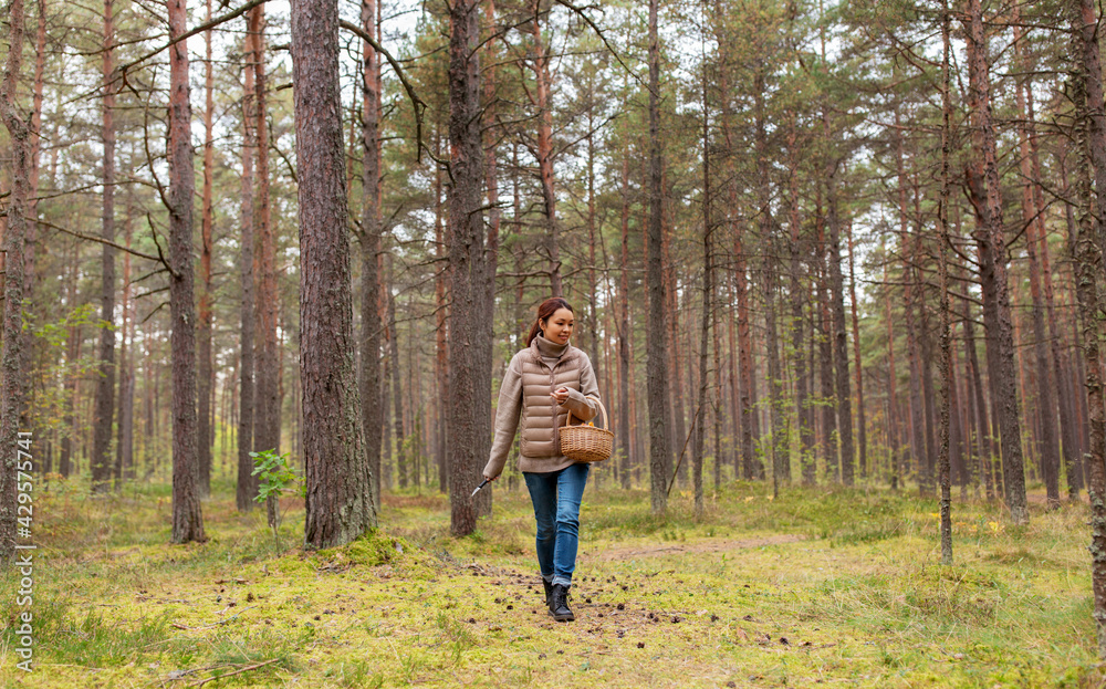 season, leisure and people concept - young asian woman with basket walking in autumn forest and picking mushrooms season, leisure and people concept - young asian woman with basket walking in autumn forest and picking mushrooms