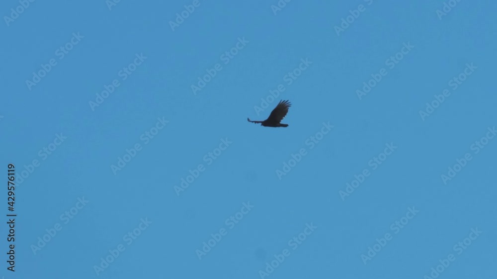 Hawk flying above in sky and wind with wings spread. Hawk flying above in sky and wind with wings spread.