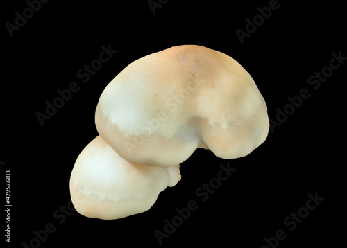 Edible mushrooms (Hypsizygus tessulatus)