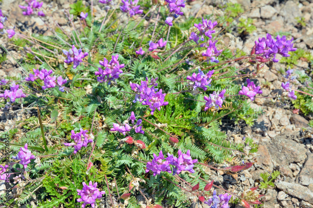 Herb astragalus (Astragalus adsurgens)
