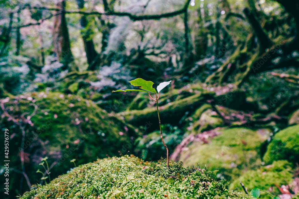 Deep green forest and rivers in Yakushima, Japan Deep green forest and rivers in Yakushima, Japan