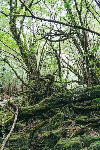 Deep green forest and rivers in Yakushima  Japan