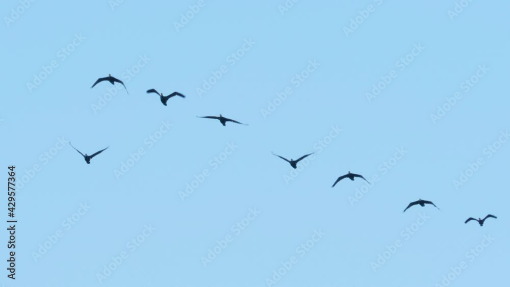 Flock of Geese Flying in Formation. Slow Motion. Birds Geese Flying in Formation, Blue Sky Background. Migrating Greater Birds Flying in Formation. Migration, Resettlement. Tracking View of Nature. Flock of Geese Flying in Formation. Slow Motion. Birds Geese Flying in Formation, Blue Sky Background. Migrating Greater Birds Flying in Formation. Migration, Resettlement. Tracking View of Nature.