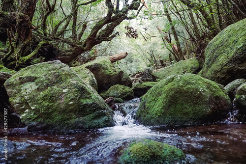 Deep green forest and rivers in Yakushima, Japan