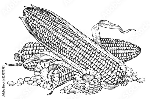 Set of ripe corn hand drawn illustration © b.illustrations