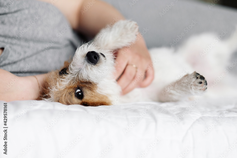 woman and dog lie on the bed together, handsome jack russell terrier woman and dog lie on the bed together, handsome jack russell terrier