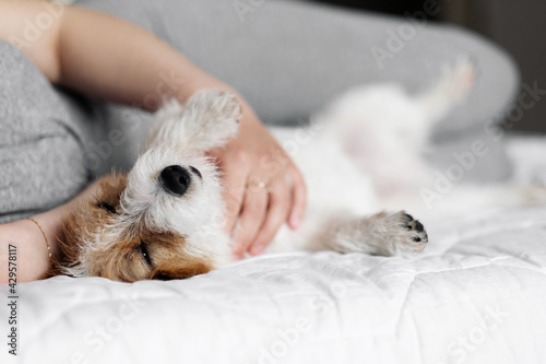 woman and dog lie on the bed together, handsome jack russell terrier