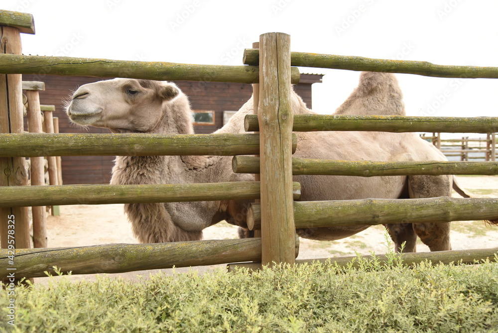 Obraz premium Camel behind a fence in a zoo