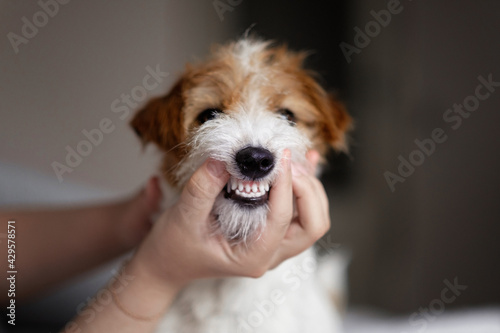doctor examines a dog's teeth, dog tartar, clean beautiful teeth
