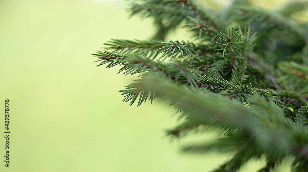 Green spruce branches as a textured background. Green spruce Green spruce branches as a textured background. Green spruce