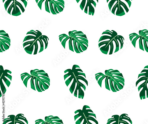 Monstera obliqua leaf background. suitable for wallpapers, covers, etc. editable. eps file