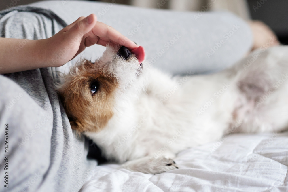 jack russell terrier lick hand of owner, woman and dog lie on the bed together jack russell terrier lick hand of owner, woman and dog lie on the bed together