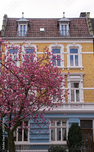 Cherry blossom in the city of muenster