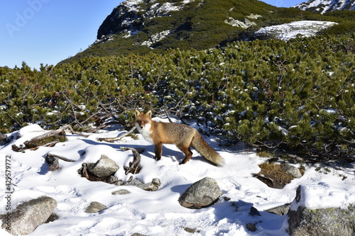 lisy w górach, zwierzęta w Tatrach, środowisko naturalne, photo