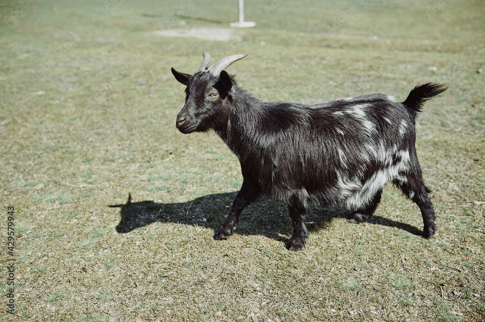 black pregnant goat grazes on a green field under the rays of the sun black pregnant goat grazes on a green field under the rays of the sun