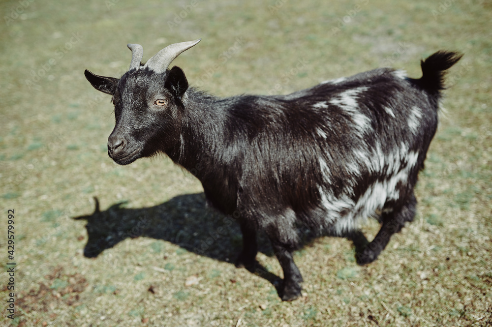 black pregnant goat close-up on a green field under the rays of the sun black pregnant goat close-up on a green field under the rays of the sun
