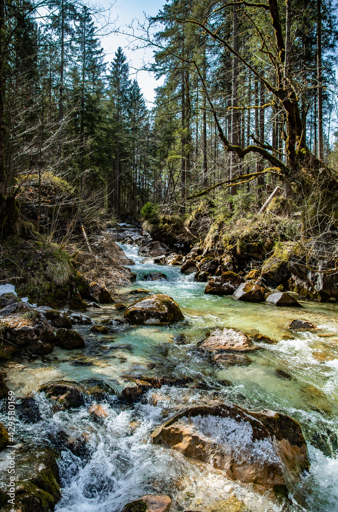 mountain river in the forest