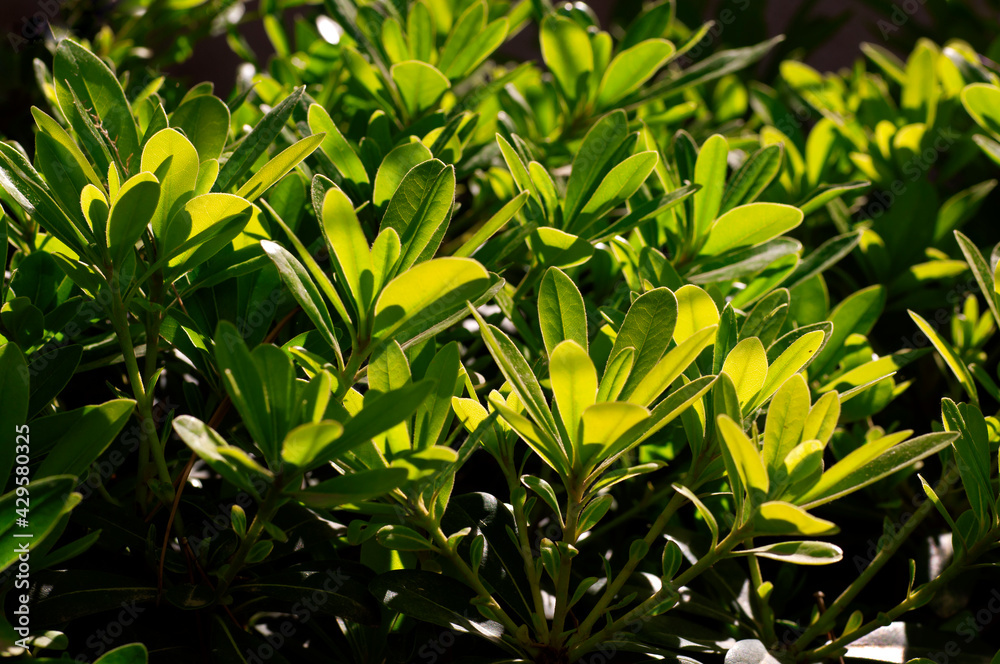 The leaves of Pitos (Pittosporum) in the evening sun