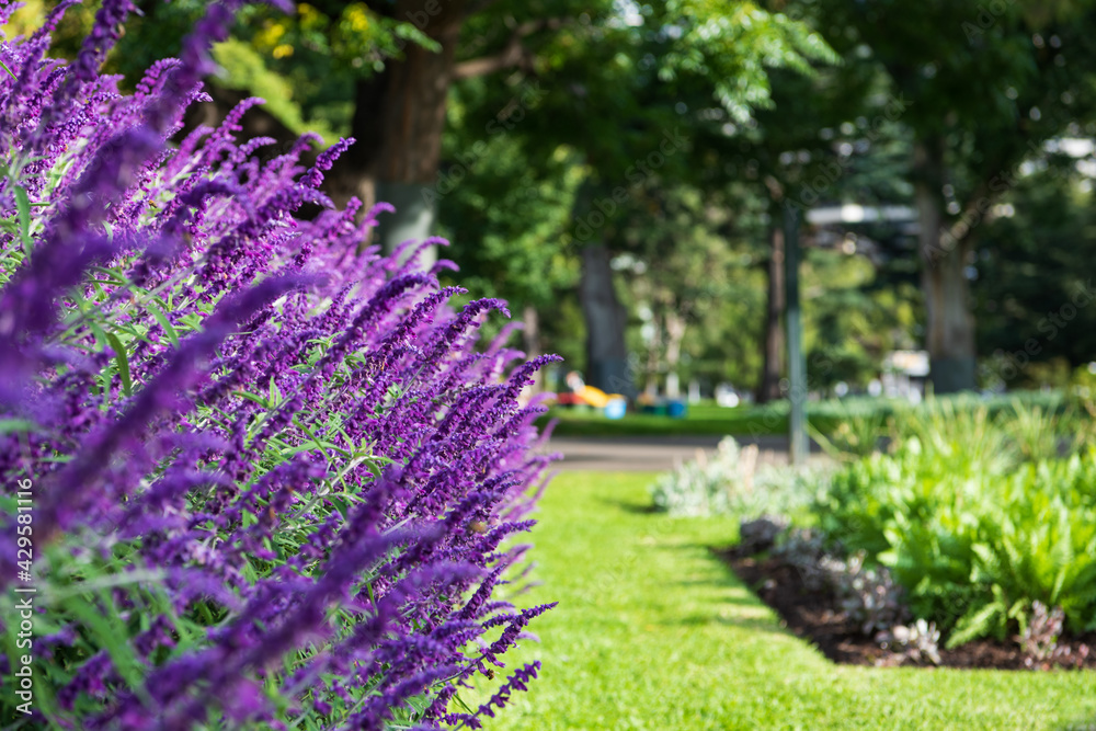 Obraz premium Purple lavender flowers in park